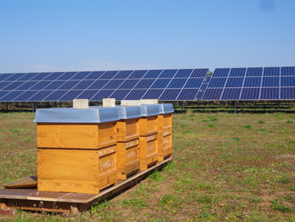Nahrungsquelle für Honigbienen im Solarpark | Hotspot für Wildbienen